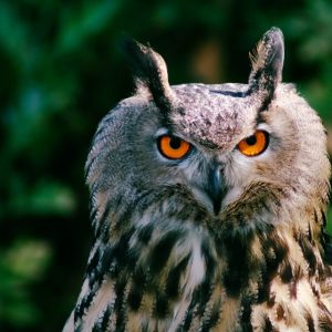 All Animal Intelligence Was Shaped by Just Five Leaps in Brain Evolution