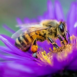 Bees Are Astonishingly Good at Making Decisions—and This Computer Model Explains How That’s Possible