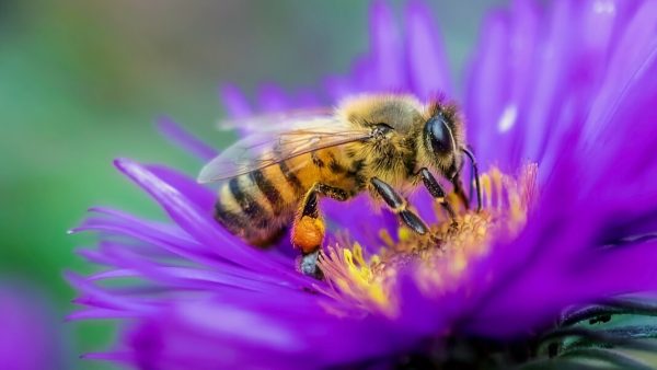 Bees Are Astonishingly Good at Making Decisions—and This Computer Model Explains How That’s Possible