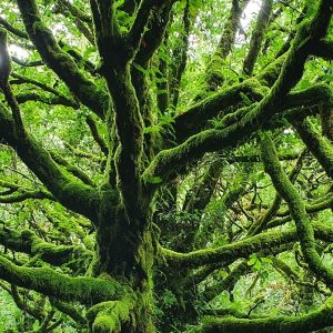 Why These Surfers Want to Restore a Rainforest