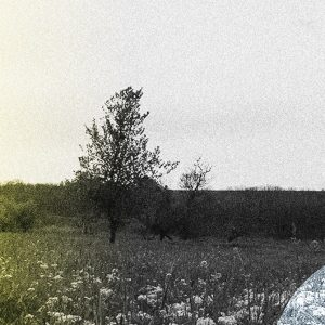 Wild Donkeys Are on the Vanguard of Ukraine’s Ecological Recovery