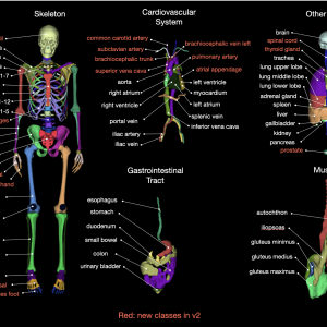 University Hospital of Basel Unveils TotalSegmentator: A Deep Learning Segmentation Model that can Automatically Segment Major Anatomical Structures in Body CT Images