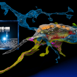 Using AI to optimize for rapid neural imaging | MIT News